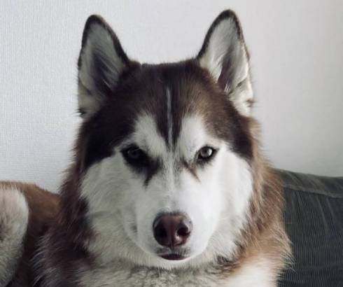 シベリアンハスキー 北斎 話はすべて聞いた
