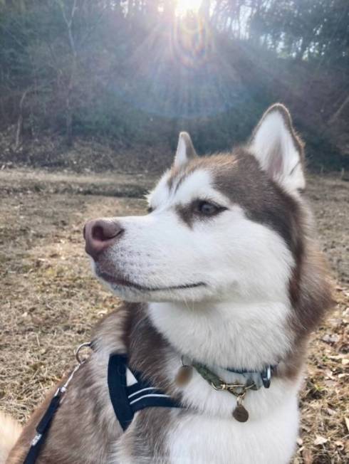 シベリアンハスキー 北斎 話はすべて聞いた