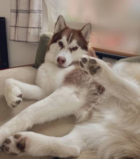 シベリアンハスキー 北斎 話はすべて聞いた