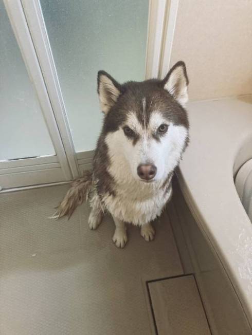 シベリアンハスキー 北斎 話はすべて聞いた