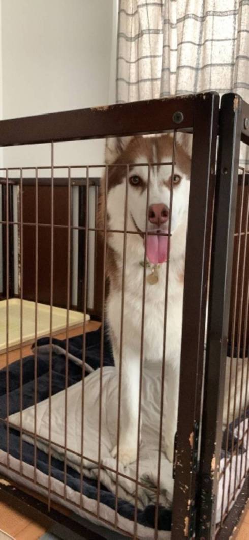 シベリアンハスキー 北斎 話はすべて聞いた