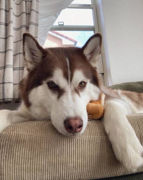 シベリアンハスキー 北斎 話はすべて聞いた