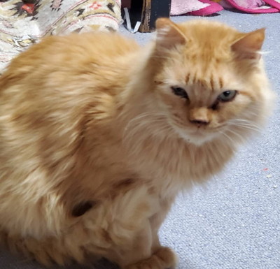 フィリックスアニマ