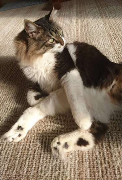 フィリックスアニマ