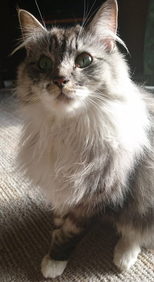 フィリックスアニマ