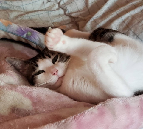 フィリックスアニマ