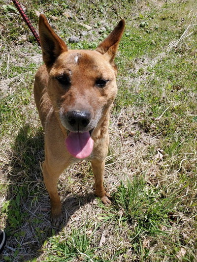 フィリックスアニマ