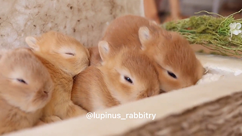 みっちりうさぎさん