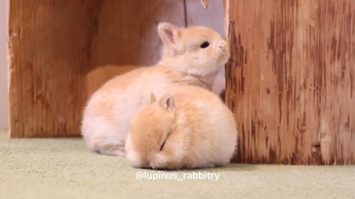 チェック中うさぎ