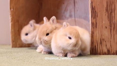 みんなで毛づくろい