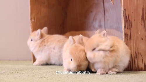 奥の子うさぎ冒険中