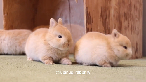 右の方に行こうとする子うさぎ