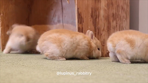 見切れる子うさぎ