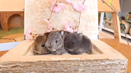 ブルー系のネザーランドドワーフ子うさぎ