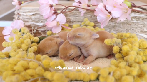 ネザーランドドワーフ子うさぎもっと小さいころ