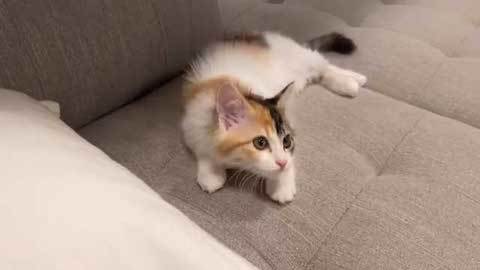 猫じゃらしで遊ぶ子猫