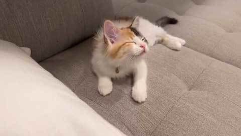 ぱふと言いかける子猫