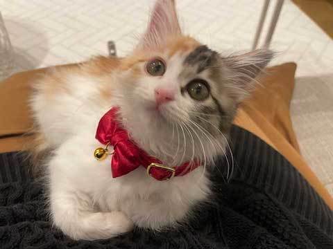 カメラ目線の子猫