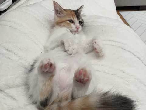 おなかを見せる子猫