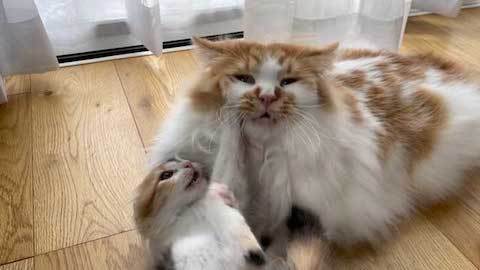 子猫に絡まれる猫