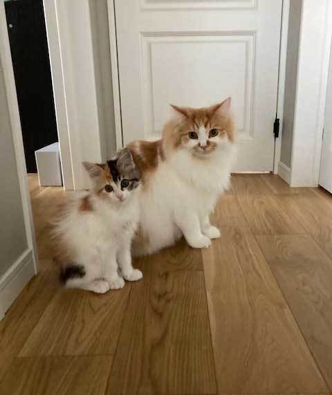 猫の兄妹が見つめる