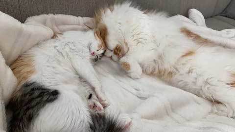 猫が仲良くおやすみ