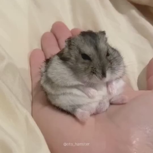 ハムスター