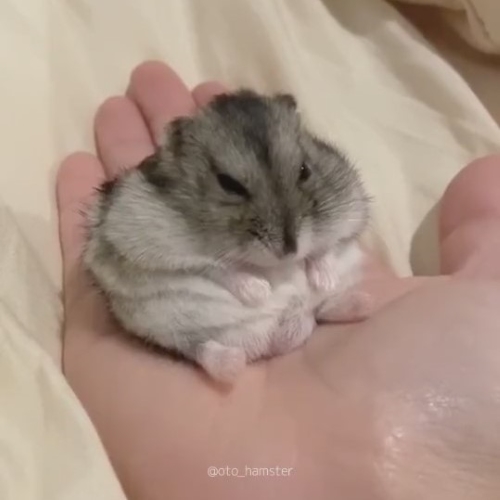 眠たいハムスター