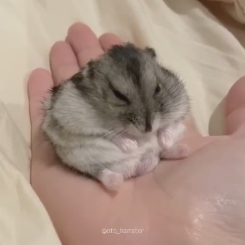 体がとろけるハムスター