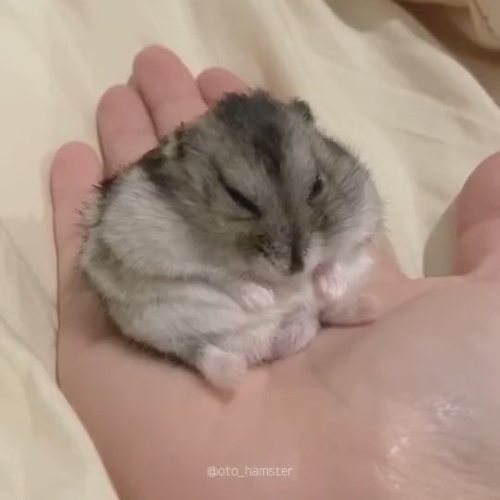 寝ているハムスター