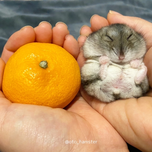 みかんぐらいのハムスターー