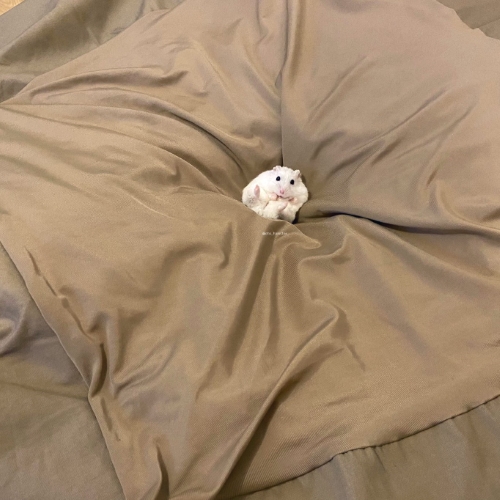 ハムスター