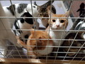 「殺処分を依頼して、笑顔で帰る飼い主がいる――」　高齢・病気の犬猫保護団体「フィリックス・アニマ」が支える命の現場