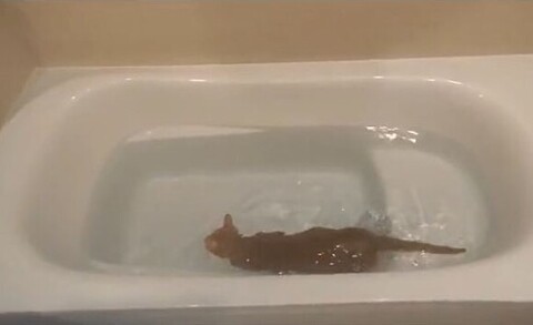 手前で泳いでるこたろーくん