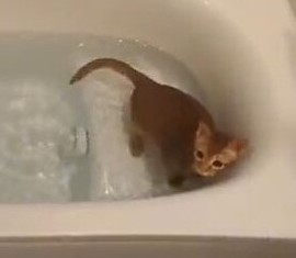 手前で泳いでるこたろーくん