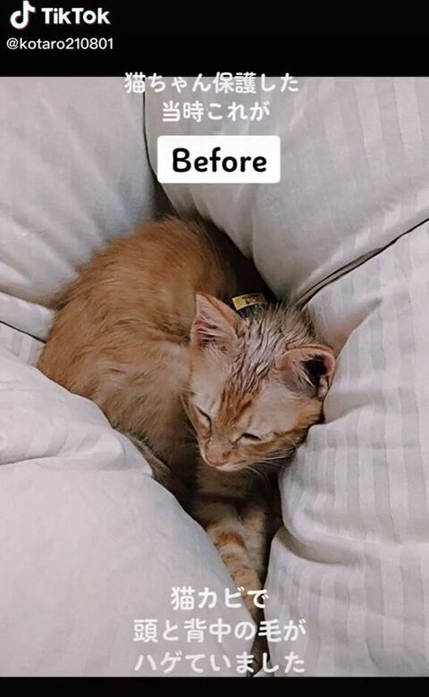 保護当初の写真