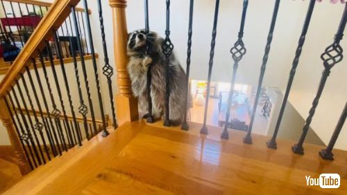 手すりを通り抜けようとするアライグマ