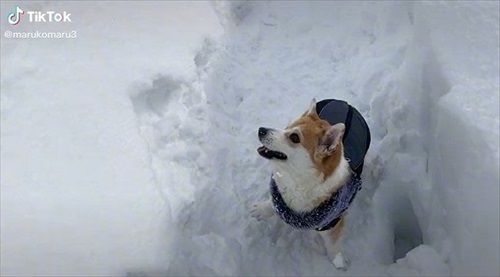 寝る飼い主と猫