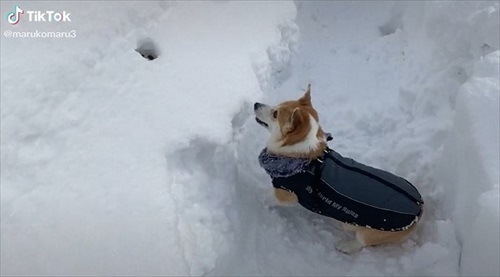 見つけたものに顔を近づけるコーギー