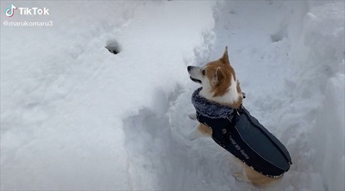 確認するコーギー