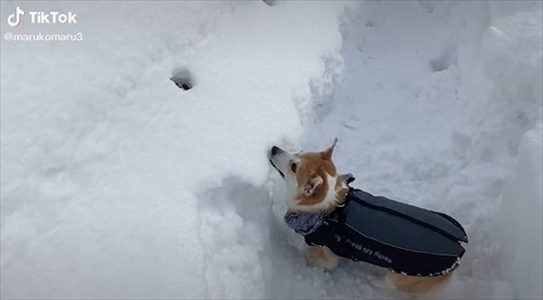 しゃがむコーギー