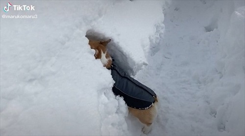 雪に埋まるコーギー