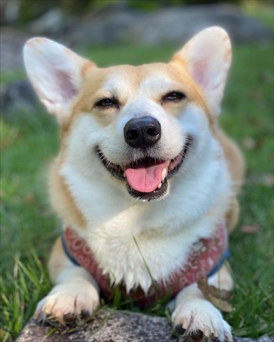 笑顔のコーギー