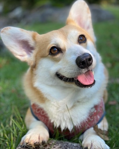 顔を傾けるコーギー