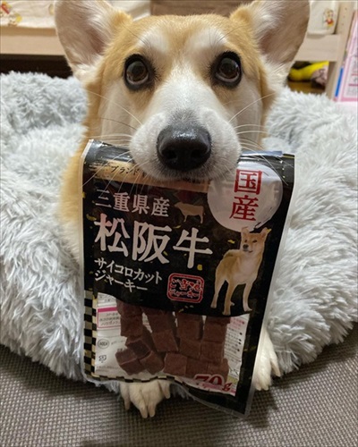 ジャーキーをねだるコーギー