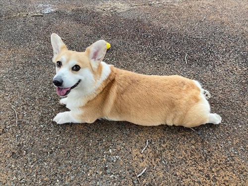 寝そべるコーギー