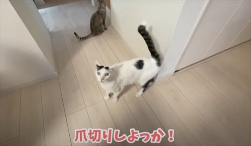 飼い主が猫に話しかける姿