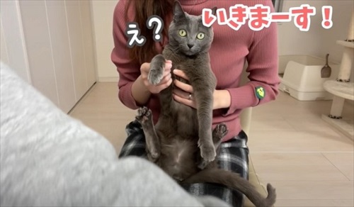 爪切りされるハムちゃん