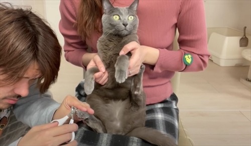 爪切りを嫌がらない猫ちゃんたち