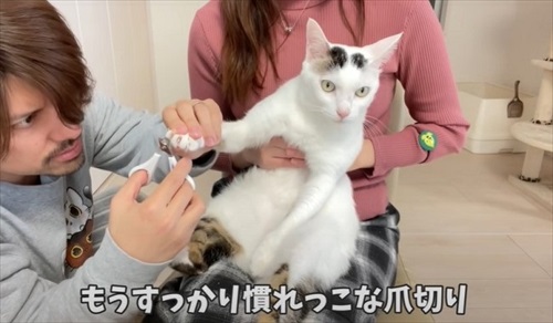 チロちゃんの爪切り